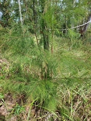 Casuarinaceae