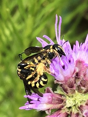 Dianthidium