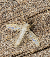 Chaoborus punctipennis