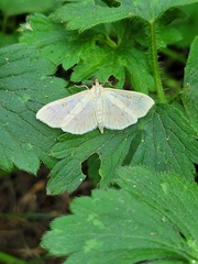 Herpetogramma aquilonalis