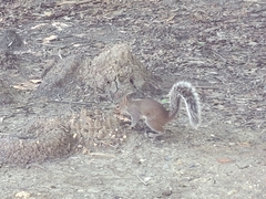 Sciurus alleni
