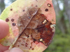 Cameraria gaultheriella