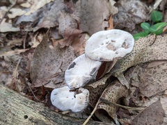 Phellodon niger alboniger