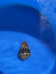 Conus chaldaeus