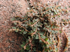Euphorbia thymifolia
