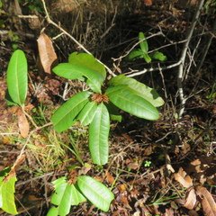 Andricus quercusfoliatus
