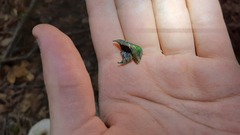 Protaetia speciosissima