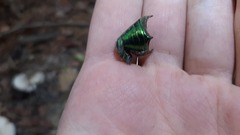 Protaetia speciosissima