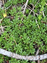 Pyxidanthera barbulata