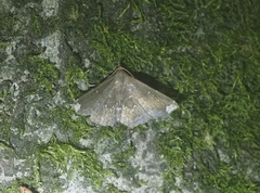 Adrapsa ablualis
