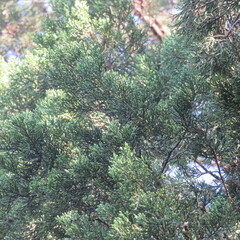 Juniperus ashei