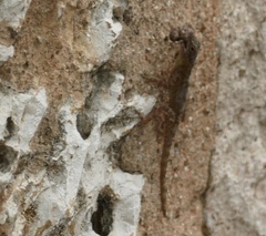 Anolis