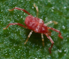 Trombidiidae