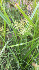 Cyperus esculentus