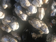 Pollicipes polymerus