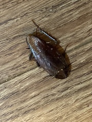 Periplaneta americana