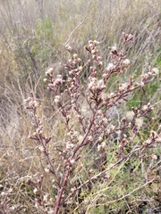 Symphyotrichum subulatum