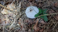 Macrolepiota procera