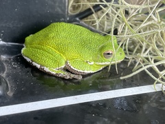 Hyla gratiosa