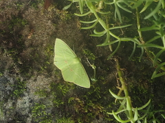 Tanaoctenia haliaria