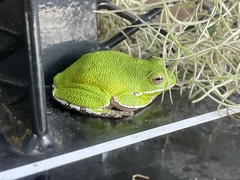 Hyla gratiosa