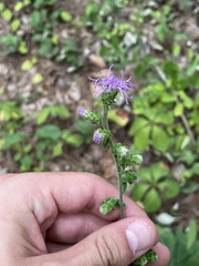 Liatris squarrulosa