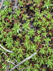 Pyxidanthera barbulata