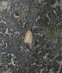 Adoxophyes privatana