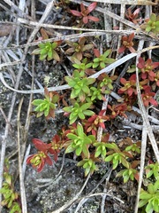 Pyxidanthera barbulata