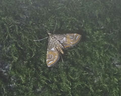 Paracymoriza cataclystalis