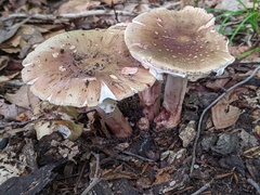 Amanita amerirubescens