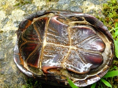 Kinosternon subrubrum