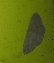 Cosymbiini
