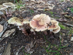 Amanita amerirubescens