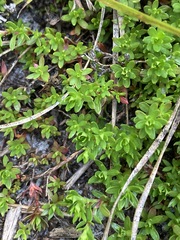 Pyxidanthera barbulata