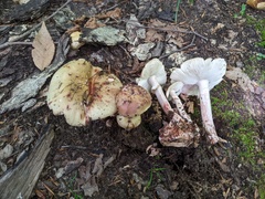 Amanita amerirubescens