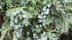 Juniperus scopulorum