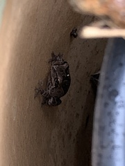 Pseudacris hypochondriaca