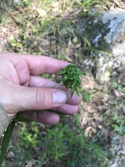 Procecidochares atra