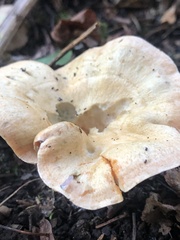 Lactarius deterrimus