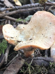 Lactarius deterrimus