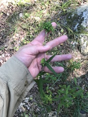 Procecidochares atra