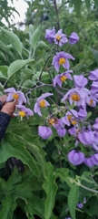 Solanum dulcamaroides