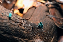 Chlorociboria aeruginascens