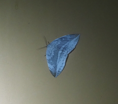 Cyclidia substigmaria