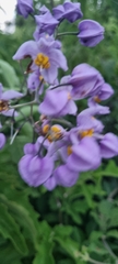 Solanum dulcamaroides