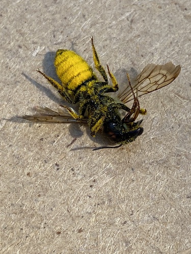 iNaturalist observation photo of Pugnacious Leafcutter Bee