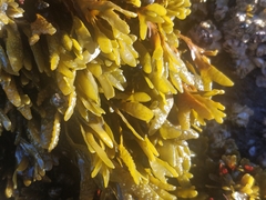 Pelvetiopsis limitata