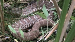 Crotalus ruber