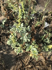 Ambrosia chamissonis